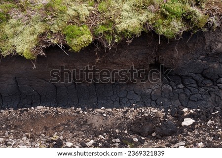 Soil profile: a package of peat, formed on a mineral substrate, overgrown with moss and heather Royalty-Free Stock Photo #2369321839