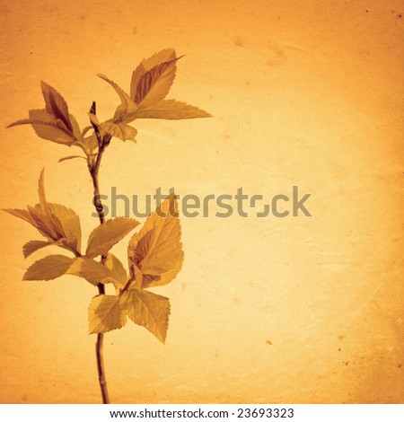 old paper background with spring leaves