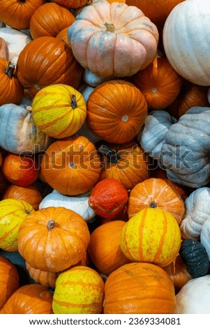 Colorful varieties of pumpkins and squashes for sale during Thanksgiving at the local farmer's market.