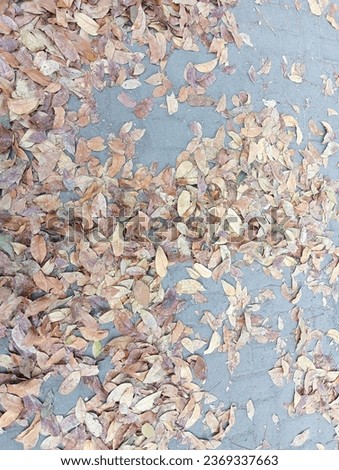 Dried leaves background. Seasonal fall leaves backdrop.