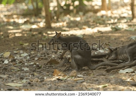 portrait of a kangaroo with its cub
