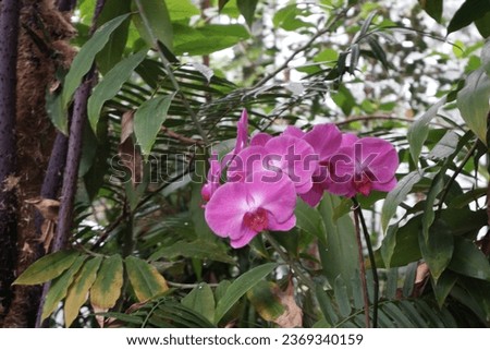 A beautiful view of the pink moon orchid blossoms at the orchid plantation