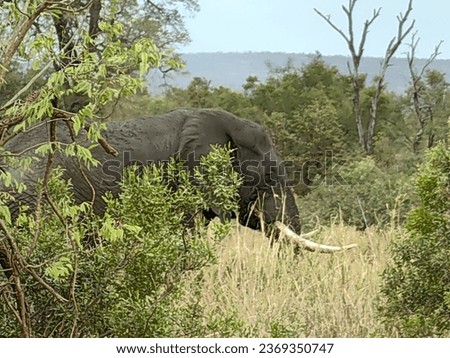 Kruger National Park South African bush