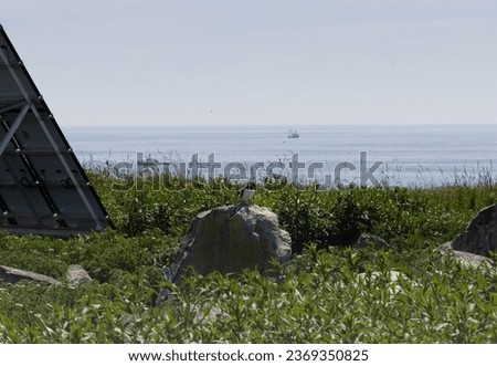 Atlantic puffins on Machias Island Canada and Maine, flying, perched and a lobster boats in background.
