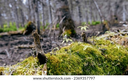 view of green moss growing on a dead tree on the forest floor in summer 