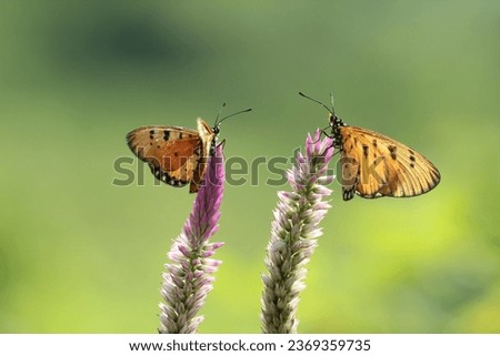 butterfly, beautiful butterfly, two beautiful butterflies on a flower