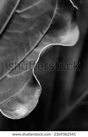 black and white leaf wallpaper