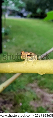A close-up of a tree frog and its black-red eyes. Florida, October 1, 2023