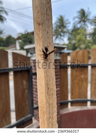 a wasp was perched on wood during the day