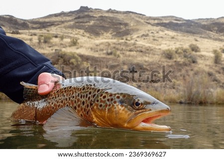 Wild brown trout caught and released in Eastern Oregon Royalty-Free Stock Photo #2369369627