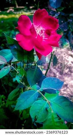 Alpine Rose Flower with Leaves and Branches Stock Photo