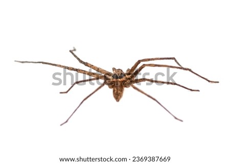 Big spider on white background with isolated picture.concept animals pictures.