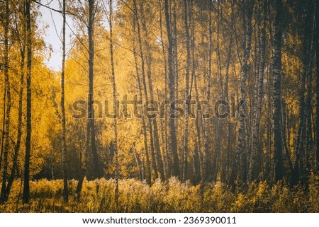 Rows of birch trees with golden leaves in golden autumn, illuminated by daylight. Aesthetics of vintage film. Landscape.