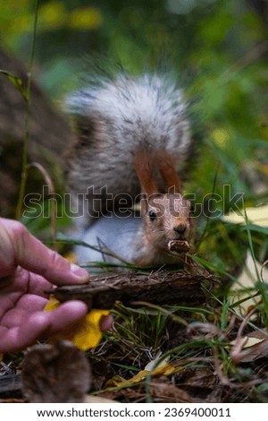 A squirrel in the park eats chocolate among the fallen leaves.