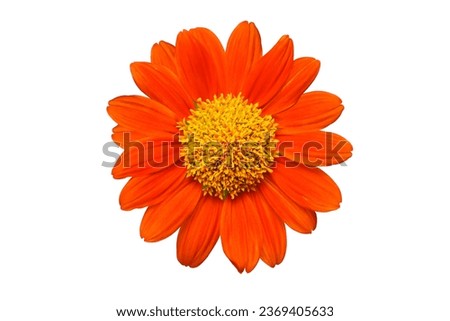 Mexican sunflower isolated on white background.With clipping path.