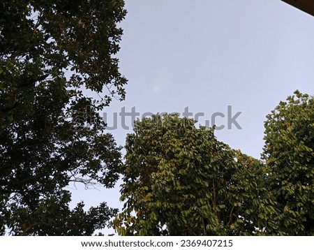 dense trees with clear skies 