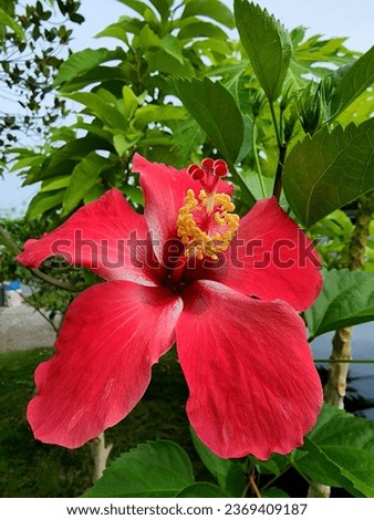 "Hibiscus rosa-sinensis". Picture of a hibiscus blooming red in the morning. In Malaysia it is known as the national flower for the country.