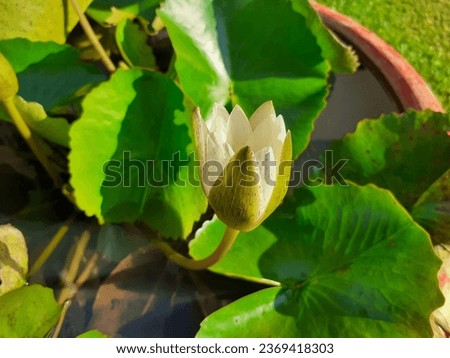 Lotus basins are a type that is commonly found in Thailand.