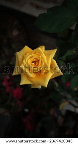 CIMAHI, WEST JAVA, INDONESIA FEBRUARY 2019: "Yellow Rose" they symbolize friendship and joy also used to represent those feelings that are associated with friendship such as warmth, delight, gladness.
