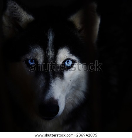 Siberian husky face on a black background.