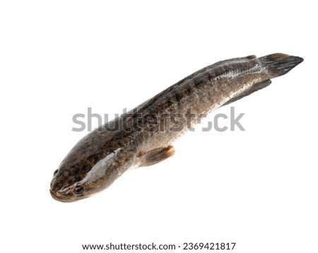 Large, fresh, not dead snakehead fish placed isolated on a white background.