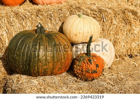 Cluster of pumpkins in various colors