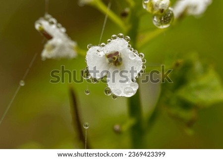 Saxifraga carpetana (=graeca) close up flower in spring