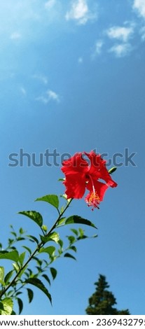 Red hibiscus flowers bloom perfectly under the open sky