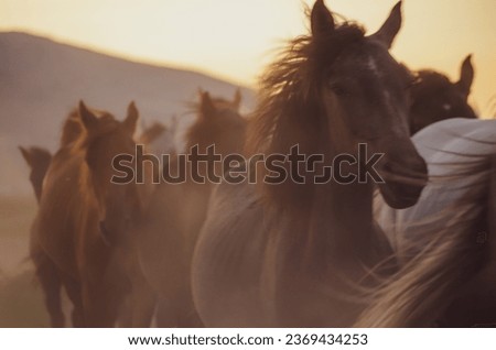 Yılkı horses in Kayseri Turkey Royalty-Free Stock Photo #2369434253