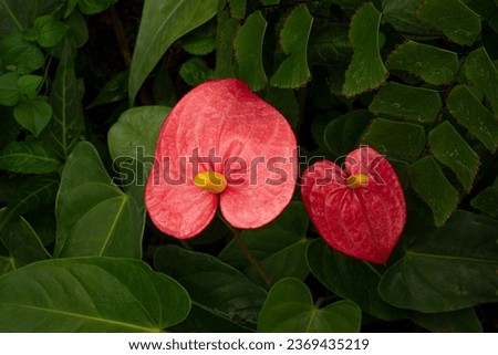 Anthurium is a heart-shaped red flower and dark green leaves growing in the garden