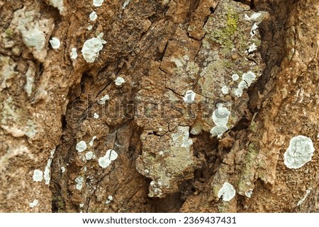 Abstract texture of rambutan tree trunk with patches of moss or fungus. Abstract background