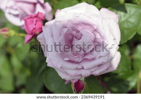 Lilac purple rose flower with green leaves. Close-up. Beautiful blooming rose in the summer garden.
