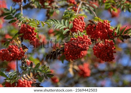 Sorbus aucuparia moutain-ash rowan tree branches with green leaves and red pomes berries on branches, blue sky Royalty-Free Stock Photo #2369442503