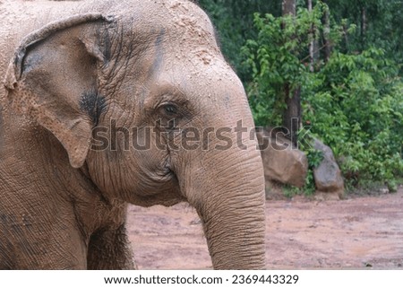 The face of an elephant that looks old