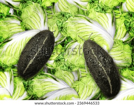 Two slugs eating napa cabbage, top view. Slugs crawling on chinese cabbage.