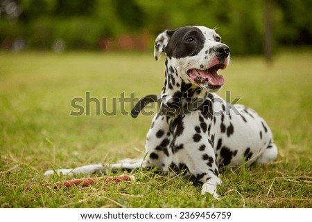 portrait of a Dalmatian dog in the park on a sunny day. dog care concept Royalty-Free Stock Photo #2369456759