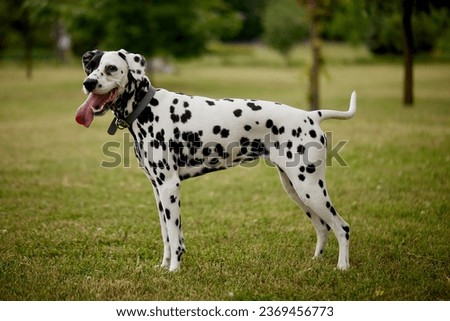 portrait of a Dalmatian dog runs through the green grass in the park, running dog Royalty-Free Stock Photo #2369456773