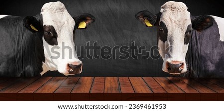 Close-up of an empty wooden table and two white and black dairy cows (heifers) looking at the camera, blank blackboard on background with copy space.