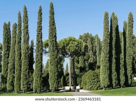 Group of Cupressus sempervirens or Mediterranean cypress trees are planted in city park in Krasnodar. Cypress as hedge for recreation areas. Public landscape "Galitsky Park". Sunny autumn day 2023. Royalty-Free Stock Photo #2369463181