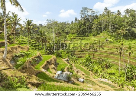 Tegalalang rice paddys in Ubud Indonesia - a popular attraction in this part of Bali Royalty-Free Stock Photo #2369466255