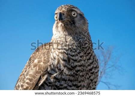 A large hawk with a fearless face