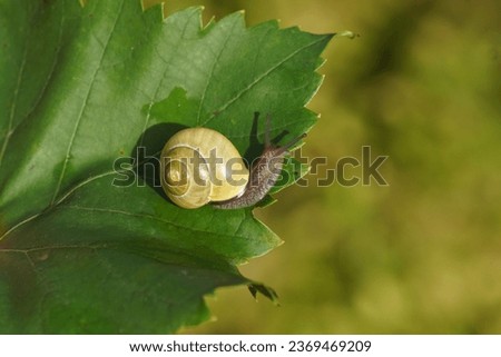 Grove snail or brown-lipped snail (Cepaea nemoralis), family Helicidae. Without dark bands. On a grape leaf. Dutch garden, autumn, October                                Royalty-Free Stock Photo #2369469209