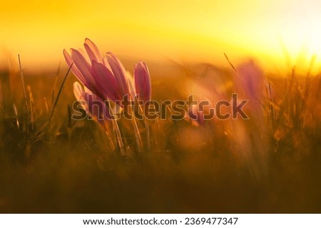 Close up photo with a field covered by a lot of pink autumn crocus flowers in sunset light. Nature flowers photo, beautiful crocus details.
