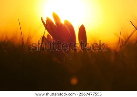 A field covered by a lot of pink autumn crocus flowers in sunset light. Nature flowers photo, beautiful crocus details.