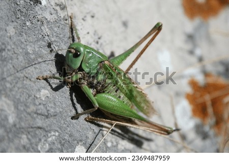 A detailed view of a grasshopper perched on a rugged rock, showcasing its vibrant green body and intricate antennae.