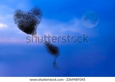Birds formed in the shape of a heart. Sunset nature background.