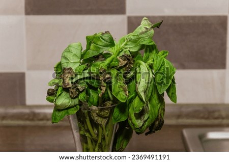 Wilted dry basil in the kitchen Royalty-Free Stock Photo #2369491191