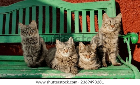 AN OLD GREEN WOODEN BENCH WITH FOUR BEAUTIFUL BROWN KITTENS. PETS. CAT BROTHERS.