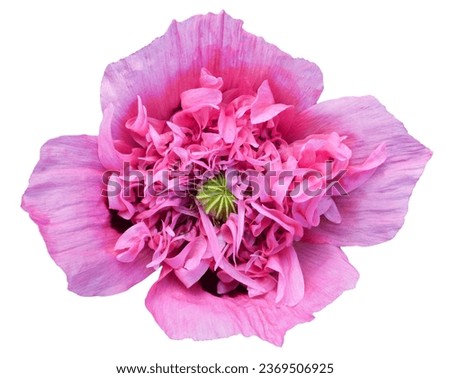 pink flower on white isolated background