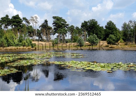 Pine forest and old heathlands around a moor with water lily Nymphaea alba on the Beegderheide in Limburg Royalty-Free Stock Photo #2369512465